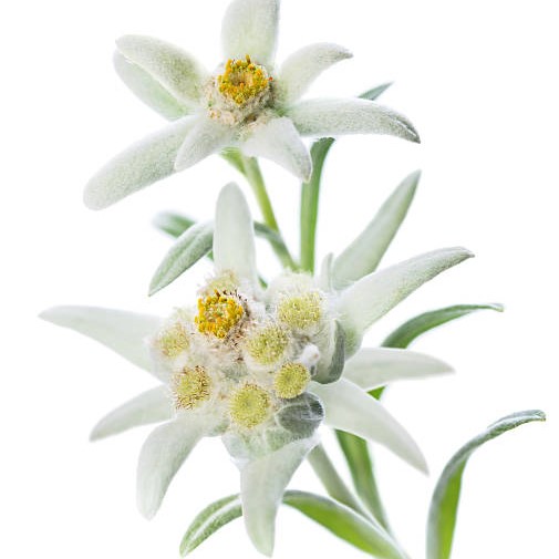 Edelweiss